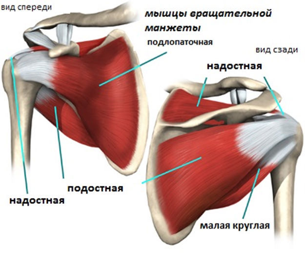 Причины развития тендинита сухожилия надостной мышцы плеча: травмы и огромные нагрузки