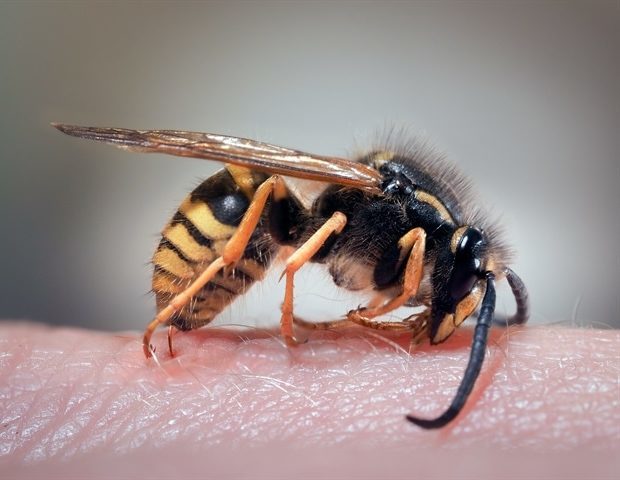 Апитерапия (лечение пчелами): какие болезни лечит