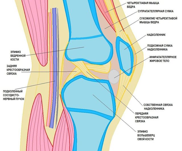 Признаки супрапателлярного бурсита коленного сустава - как помочь своему здоровью