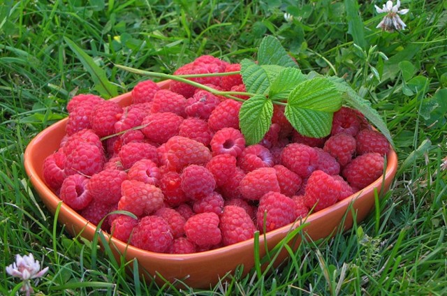 Самые интересные факты о малине: содеражние микроэлементов, как собирать и хранить ягоду