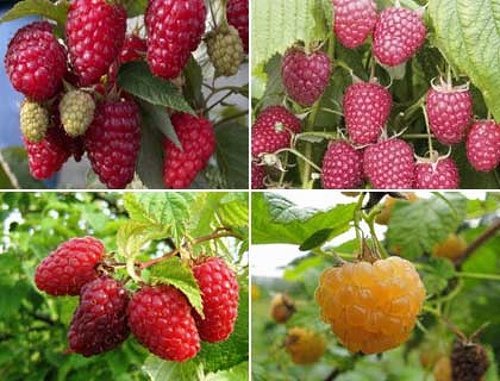 Самые интересные факты о малине: содеражние микроэлементов, как собирать и хранить ягоду
