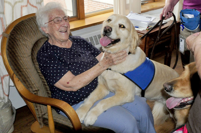 Канистерапия для престарелых, как выбрать собаку для терапии