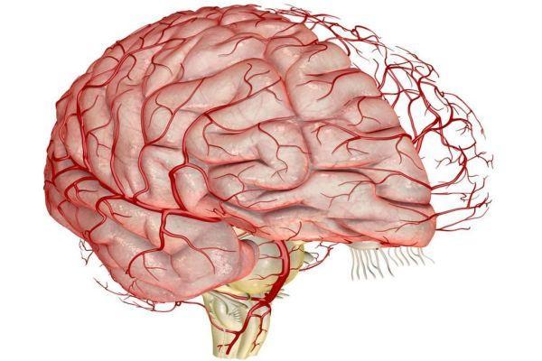 Как восстановить сосуды головного мозга в домашних условиях: витамины, питание и народные методы